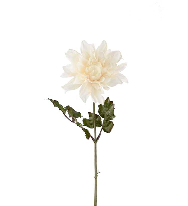 Mr Plant Dahlia Vit 45cm