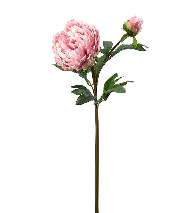 Mr Plant Pion Rosa 65cm