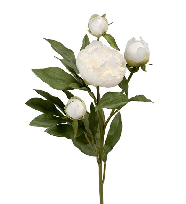 Mr Plant Pion Vit 65cm