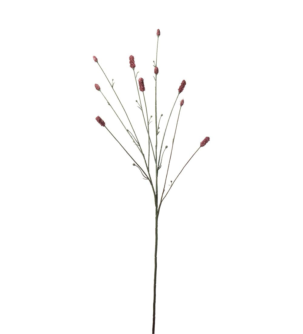 Mr Plant Pimpinell 80cm