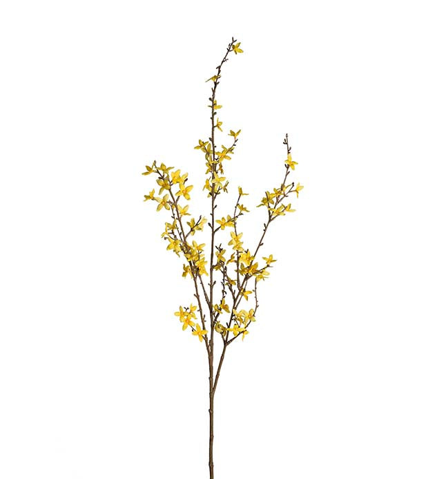Mr Plant Forsythia 120cm