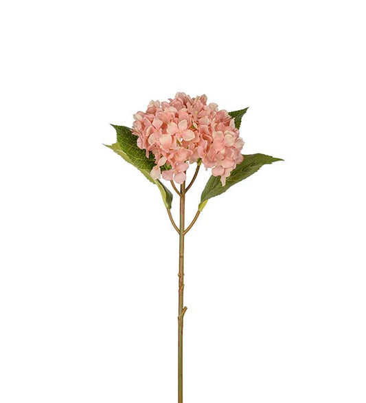 Mr Plant Hortensia 40m Rosa