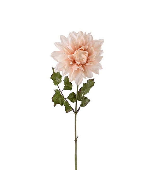 Mr Plant Dahlia 45cm Rosa