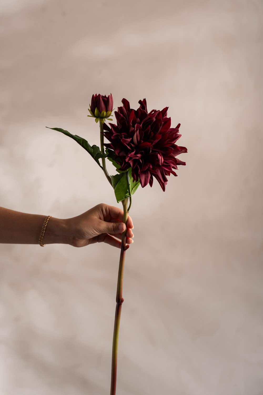 Mr Plant Dahlia 70cm