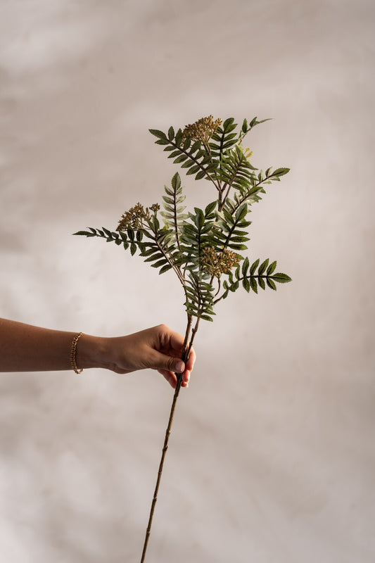 Mr Plant Rönn 80cm