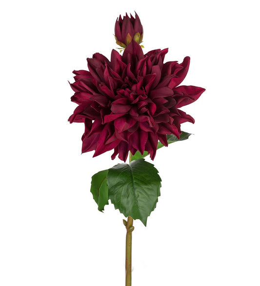 Mr Plant Dahlia 70cm