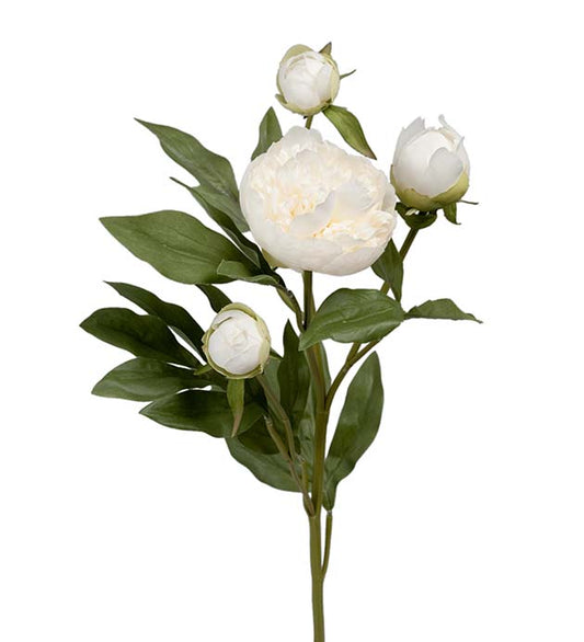Mr Plant Pion Vit 65cm
