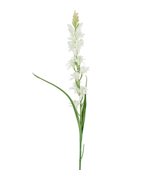 Mr Plant Tuberosa Vit 90 cm