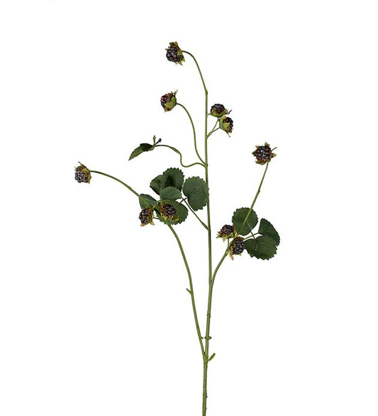 Mr Plant Björnbärskvist 95cm