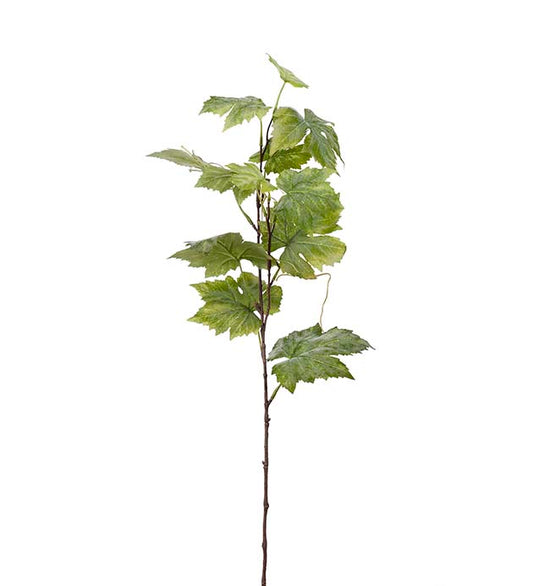 Mr Plant Vinbärskvist
