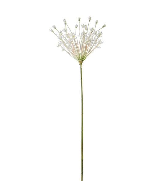 Mr Plant Allium 107cm Vit