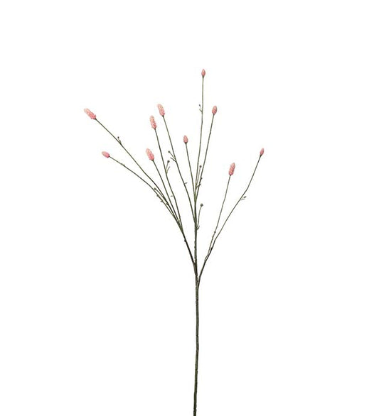 Mr Plant Pimpinell Rosa 80cm