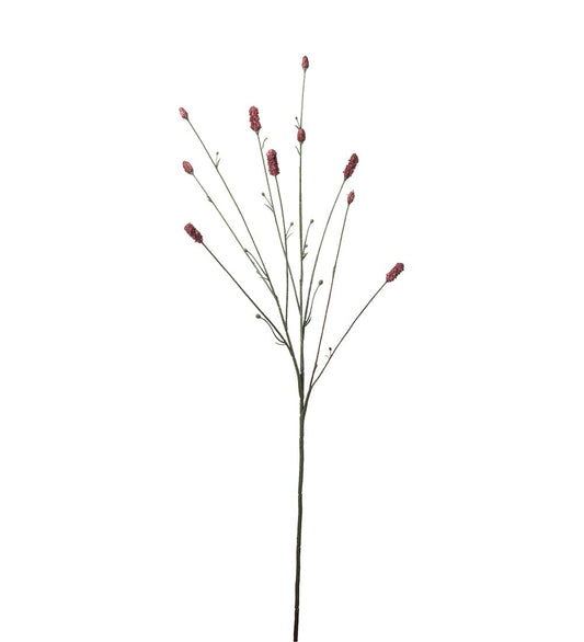 Mr Plant Pimpinell 80cm