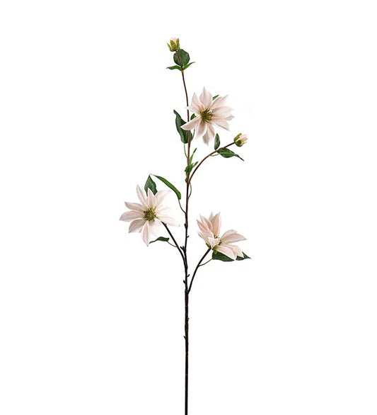 Mr Plant Clematis Rosa 90cm