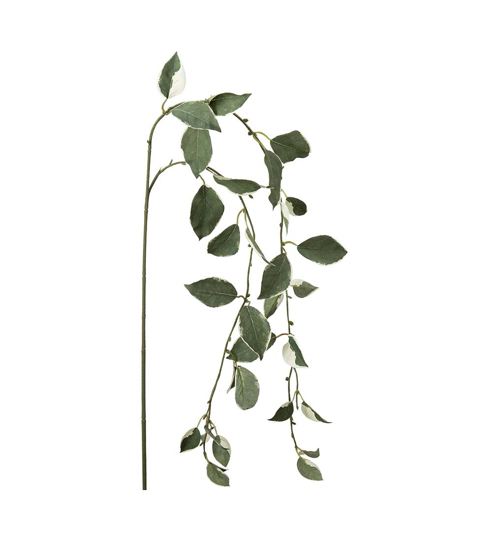 Mr Plant Kvist