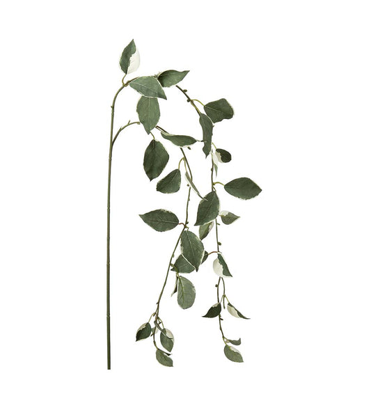Mr Plant Kvist