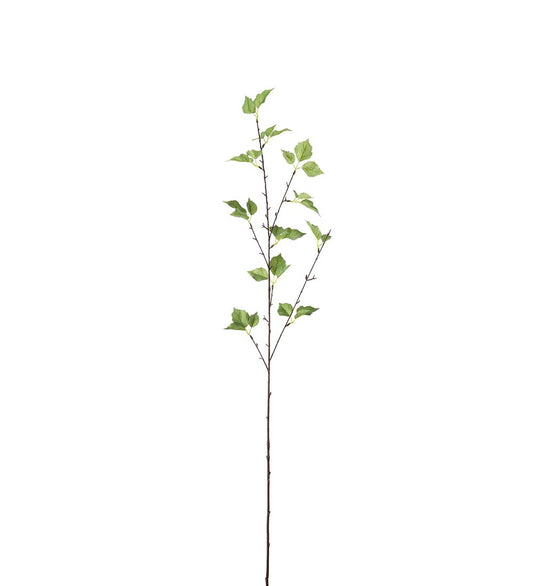 Mr Plant Björk 75cm
