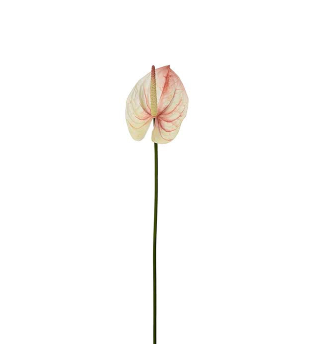 Mr Plant Anthurium Vit/Rosa 65cm