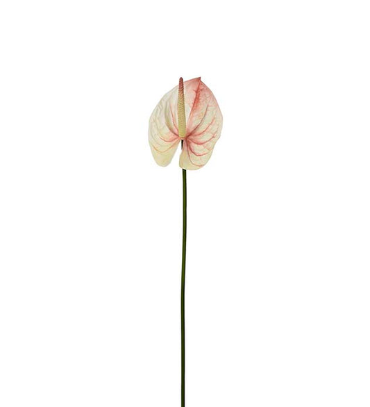 Mr Plant Anthurium Vit/Rosa 65cm