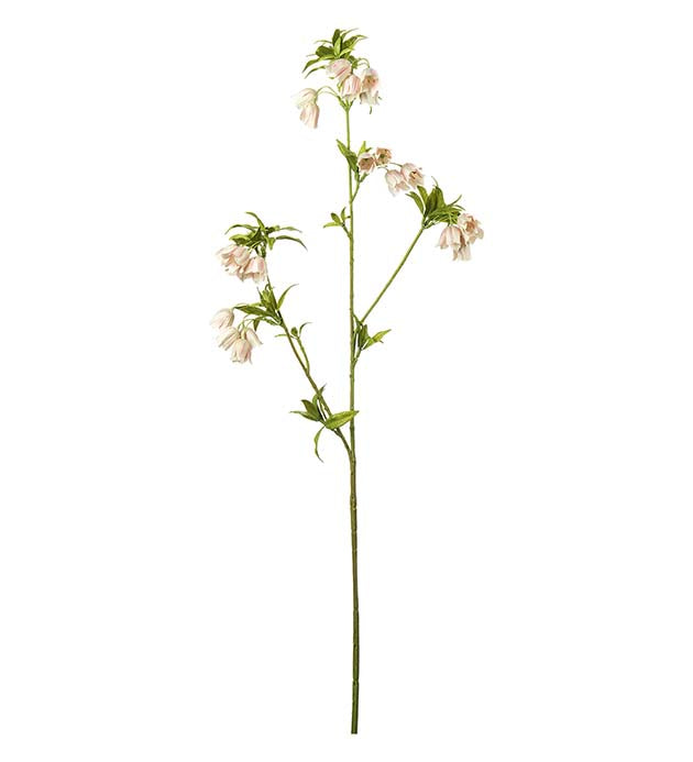 Mr Plant Enkianthus 80cm