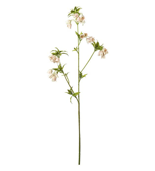 Mr Plant Enkianthus 80cm