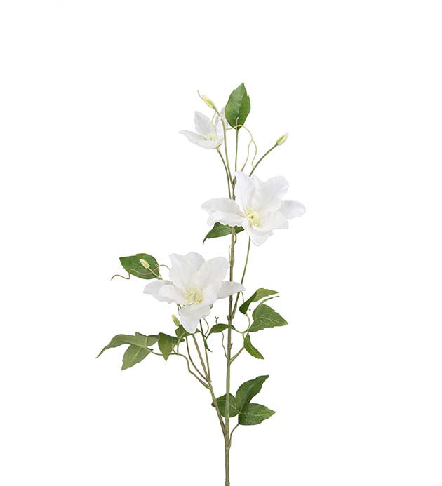 Mr Plant Clematis Vit 85 cm