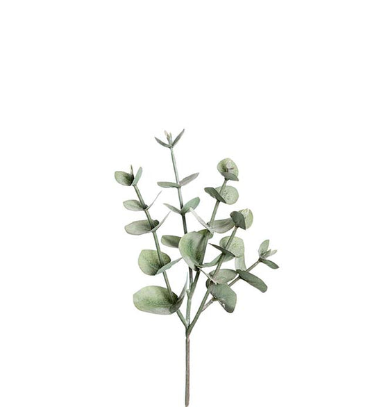 Mr Plant Eucalyptus 24cm