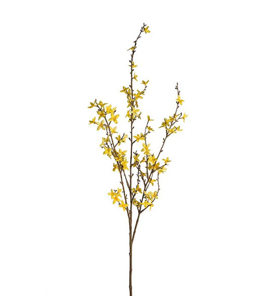 Mr Plant Forsythia 120cm